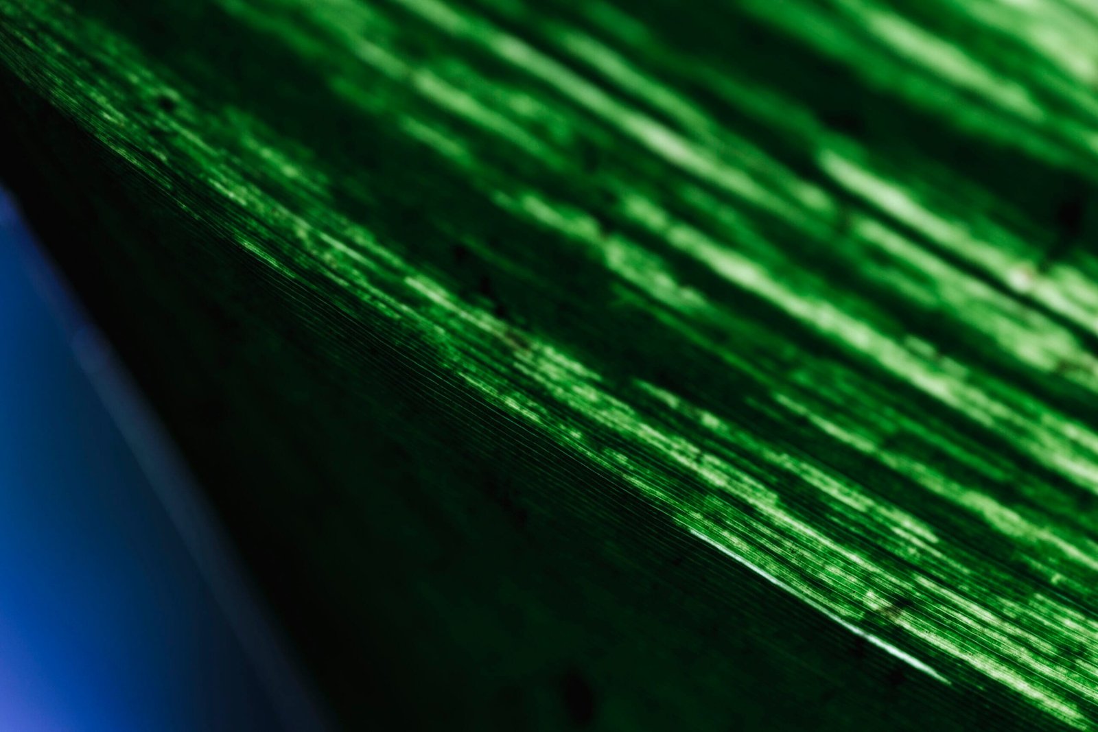 bioaqualife: Close-up of a textured green surface with light and shadow patterns, creating an abstract design. A hint of blue is visible on the edge.